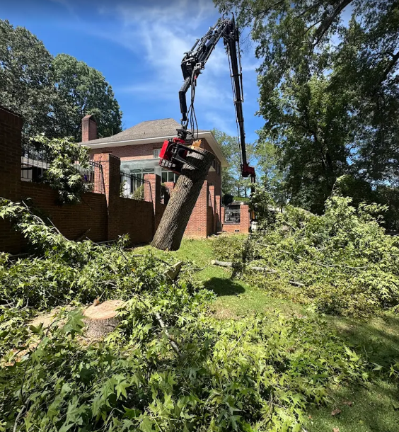 Tree Removal in Columbus, MS