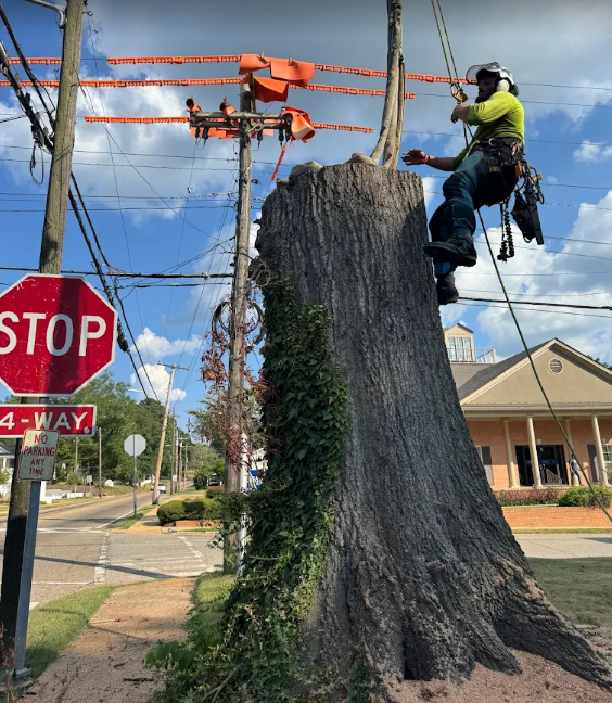 Certified climber rigging a large trunk beside power lines in downtown Columbus